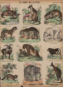 Dyr ved Jardin des Plantes, Paris, Frankrig (farvet gravering) af French School