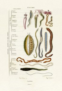 Annelids, 1833-39 af French School