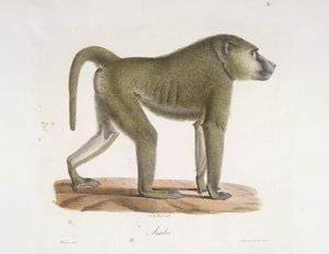 Anubis. En bavian, fra Natural History of Pattedyr (farve litho) af French School