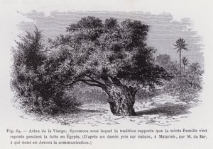 Jomfruens træ; Sycamore, hvorunder traditionen rapporterer, at den hellige familie hvilede under flugten til Egypten, efter en tegning taget fra naturen, ved Matarieh, af M. de Bar, som vi skylder kommunikationen (gravering) af French School