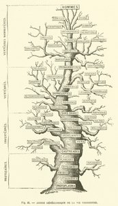 Genealogisk træ for jordlevende liv (gravering) af French School