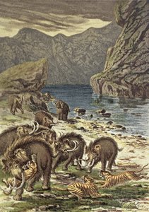 Kamp mellem mammutter og sabeltandede tigre fra Le Monde Avant la Creation dHomme af Camille Flammarion, 1886 af French School