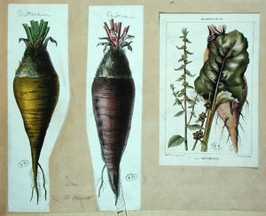 Rødbeder, tre botaniske plader (farve litho) af French School