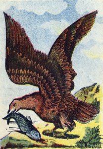 Rovfugl . Stik i "Alphabet des oiseaux"". Billede af Pont-a-Mousson, Marcel og/eller Louis Vagne, trykker og forlægger, slutningen af 1800-tallet. 16 sider. Dim: 20,5 x 14 cm af French School