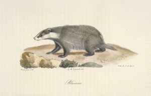 Grævling, Grævling, fra Natural History of Pattedyr (farve litho) af French School