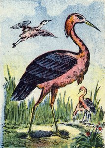 Blå hejre: Fugleørn, der lever af orme og krybdyr. Lever i USA og Caribien. Stik i "Alphabet des oiseaux"". Billede af Pont-a-Mousson, Marcel og/eller Louis Vagne, trykker og forlægger, slutningen af 1800-tallet. 16 sider. Dim: 20,5 x 14 c af French School