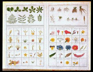 Botanisk tabel efter Carl von Linne (1707-78) og efter Joseph Pitton de Tournefort (1656-1708), slutningen af 1700-tallet (farvestik) af French School