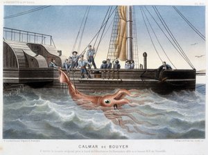 Bouyer blæksprutte - i "" Havets verden"" af Alfred Fredol, Hachette, Paris af French School