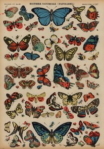 Butterflies Dani af French School