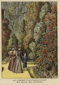 Camellia drivhus i en botanisk have af French School