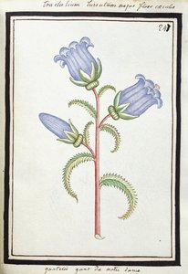 Campanula Trachelium, ca. 1700 (akvareltegning, indrammet i sort) af French School
