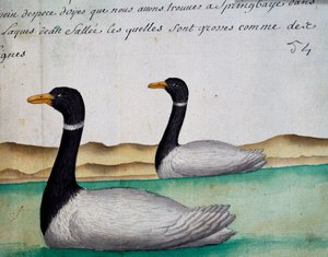 Canada Gæs, Springbaye, Salt Lakes Region, akvarel fra logbog af Jacques Gouin de Beauchesne (1652-1730), kaptajn på Compagnie royale de la Mer du Sud, fra 1698 til 1701, Frankrig af French School
