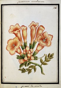 Canadian Jasmine, c.1700dani af French School