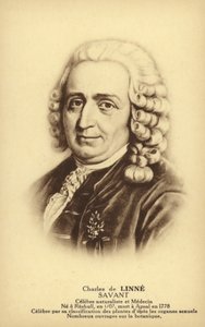 Carl von Linné (1707-1778), svensk botaniker og zoolog (litografi) af French School