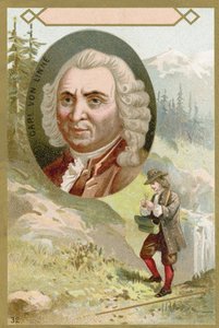 Carl Linnaeus, svensk botaniker og zoolog af French School