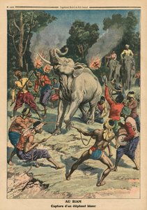 At fange en hvid elefant i Siam, illustration fra 