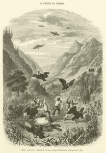 Condor Hunt (gravering) af French School