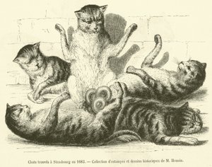 Katte fundet i Strasbourg i 1683 (gravering) af French School