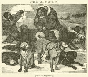Eskimoernes hunde (gravering) af French School
