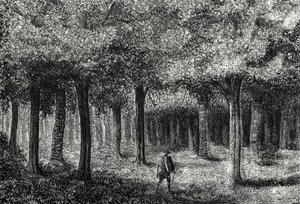 Cinchona træskov, der producerer cinchonabark til behandling af malaria, Peru (gravering) 1888 af French School