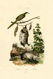Almindelig Skrædderfugl, 1833-39 af French School