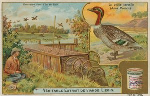 Almindelig krikand; fange ænder af French School