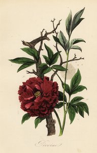 Almindelig pæon, Paeonia officinalis, med spindelvæv af French School