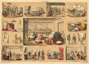 Bomuld (farvet gravering) af French School