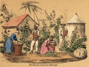 Bomuld (farvet gravering) af French School