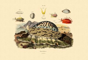 Cowrie Shells, 1833-39 af French School