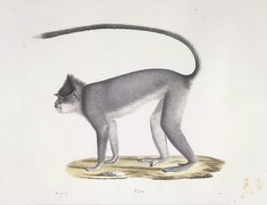 Croo. En abe, fra Natural History of Mammals (farve litho) af French School