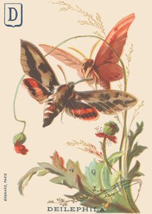 D: Deilephila (Deilephila elpenor eller vinstokkens store sfinks) af French School