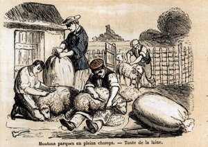 Beskrivelse af de forskellige anvendelser og produkter af får: fåreopskæring. Tavle "" Les Moutons"" i "" les Recreations instructives"" Synoptisk maleri af Jules DELBRUCK, gravering fra 1860. Privat samling. af French School