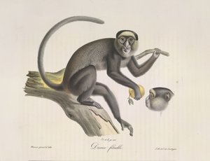 Diana, en hunabe, fra Natural History of Mammals (farve litho) af French School