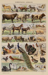 Husdyr, dyr (farvelitografi) af French School