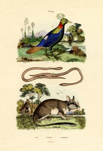 Dormus, 1833-39 af French School