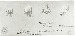 Tegning til restaurering af gargoylerne i Notre Dame, 1855 af French School