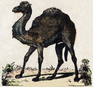 Dromedar. Indgravering i "" Alphabet des animaux sauvages"". 9. serie. Billede af Epinal, Pellerin, trykkeri-udgiver, ca. 1870. Graveringer på træ, stencileret. 16 sider. Mål: 20 x 15 cm. Privat samling af French School