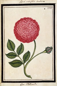 Dutch Rose, ca. 1700 (akvareltegning, indrammet i sort) af French School