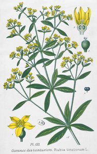Dyers Madder (Rubia Tinctorum) af French School