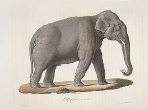 Asiatisk elefant, fra Natural History of Pattedyr (farve litho) af French School