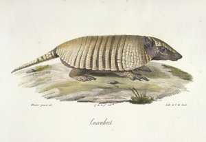 Encoubert, Armadillo, fra Natural History of Pattedyr (farve litho) af French School