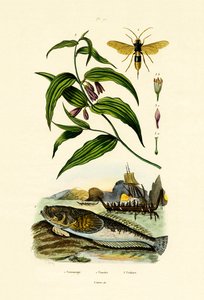 europæisk stjernekigger af French School