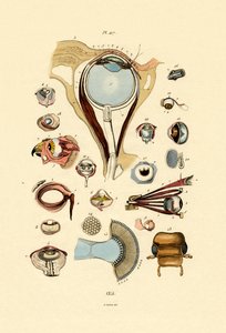 Øjne, 1833-39 af French School