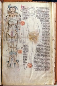F.116v Forholdet mellem den menneskelige krop og stjernetegnene, fra en medicinsk afhandling af Abul Qasim Khalaf ibn al-Abbas al-Zahrawi (Abulcasis) (936-1013) oversat af Gerard de Cremone af French School