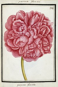 Female Peony, c.1700dani af French School