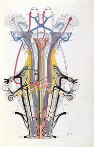 Fig. 212 fra Semiology of Affections of the Nervous System af J. Dejerine, 1914 af French School