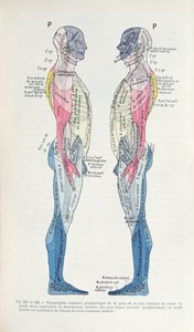 Fig. 381 & 382 Nervesystemet, fra Semiologie des Affections du System Nerveux af J. Dejerine, 1914 af French School