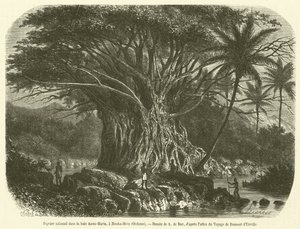 Kolossalt figentræ i Anna-Maria bugten, ved Nouka-Hiva, Oceanien (gravering) af French School