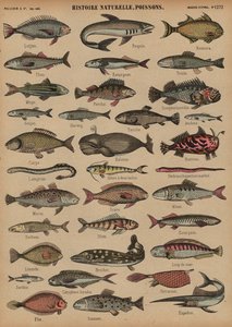 Fisk (farvet gravering) af French School